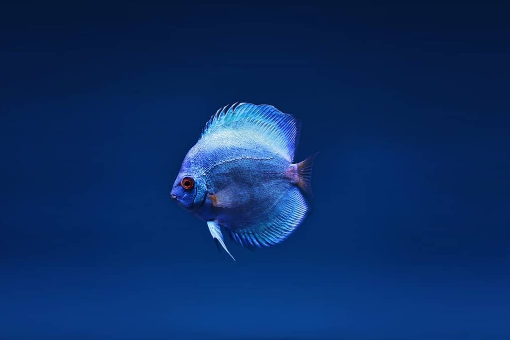 Close up photo of blue discus fish